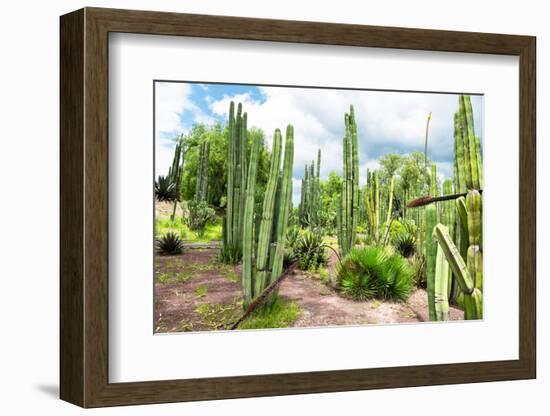 ¡Viva Mexico! Collection - Cardon Cactus III-Philippe Hugonnard-Framed Photographic Print