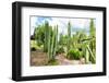 ¡Viva Mexico! Collection - Cardon Cactus III-Philippe Hugonnard-Framed Photographic Print