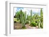 ¡Viva Mexico! Collection - Cardon Cactus III-Philippe Hugonnard-Framed Photographic Print