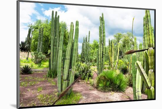 ¡Viva Mexico! Collection - Cardon Cactus III-Philippe Hugonnard-Mounted Photographic Print