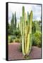 ¡Viva Mexico! Collection - Cardon Cactus V-Philippe Hugonnard-Framed Stretched Canvas