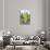 ¡Viva Mexico! Collection - Cardon Cactus V-Philippe Hugonnard-Stretched Canvas displayed on a wall