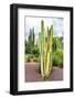 ¡Viva Mexico! Collection - Cardon Cactus V-Philippe Hugonnard-Framed Photographic Print