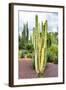 ¡Viva Mexico! Collection - Cardon Cactus V-Philippe Hugonnard-Framed Photographic Print