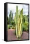 ¡Viva Mexico! Collection - Cardon Cactus V-Philippe Hugonnard-Framed Stretched Canvas