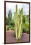 ¡Viva Mexico! Collection - Cardon Cactus V-Philippe Hugonnard-Framed Photographic Print