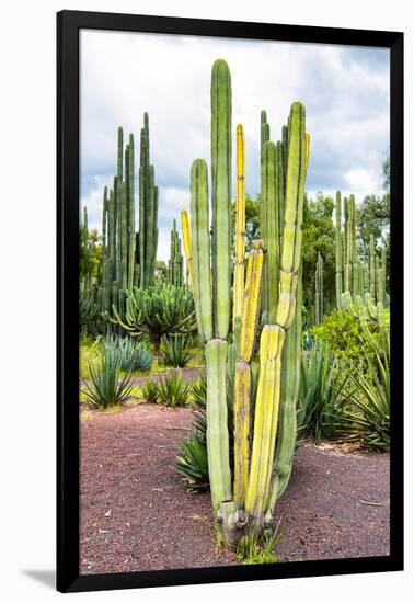 ¡Viva Mexico! Collection - Cardon Cactus V-Philippe Hugonnard-Framed Photographic Print