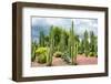 ¡Viva Mexico! Collection - Cardon Cactus-Philippe Hugonnard-Framed Photographic Print