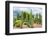 ¡Viva Mexico! Collection - Cardon Cactus-Philippe Hugonnard-Framed Photographic Print