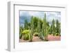 ¡Viva Mexico! Collection - Cardon Cactus-Philippe Hugonnard-Framed Photographic Print