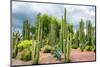 ¡Viva Mexico! Collection - Cardon Cactus-Philippe Hugonnard-Mounted Photographic Print