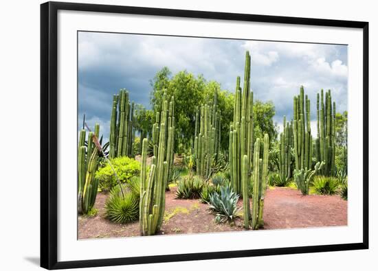 ¡Viva Mexico! Collection - Cardon Cactus-Philippe Hugonnard-Framed Photographic Print