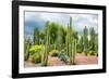 ¡Viva Mexico! Collection - Cardon Cactus-Philippe Hugonnard-Framed Photographic Print