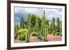 ¡Viva Mexico! Collection - Cardon Cactus-Philippe Hugonnard-Framed Photographic Print