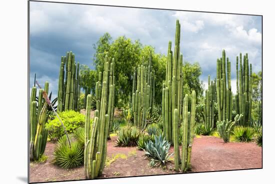 ¡Viva Mexico! Collection - Cardon Cactus-Philippe Hugonnard-Mounted Photographic Print