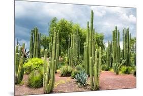 ¡Viva Mexico! Collection - Cardon Cactus-Philippe Hugonnard-Mounted Photographic Print