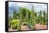 ¡Viva Mexico! Collection - Cardon Cactus-Philippe Hugonnard-Framed Stretched Canvas