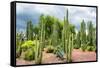 ¡Viva Mexico! Collection - Cardon Cactus-Philippe Hugonnard-Framed Stretched Canvas