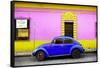 ¡Viva Mexico! Collection - Classic Royal Blue VW Beetle Car and Colorful Wall-Philippe Hugonnard-Framed Stretched Canvas