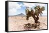 ¡Viva Mexico! Collection - Desert Landscape - Puebla II-Philippe Hugonnard-Framed Stretched Canvas