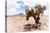 ¡Viva Mexico! Collection - Desert Landscape - Puebla II-Philippe Hugonnard-Stretched Canvas