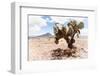 ¡Viva Mexico! Collection - Desert Landscape - Puebla II-Philippe Hugonnard-Framed Photographic Print
