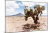 ¡Viva Mexico! Collection - Desert Landscape - Puebla II-Philippe Hugonnard-Mounted Photographic Print