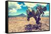 ¡Viva Mexico! Collection - Desert Landscape - Puebla III-Philippe Hugonnard-Framed Stretched Canvas