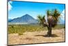 ¡Viva Mexico! Collection - Desert Landscape - Puebla IV-Philippe Hugonnard-Mounted Photographic Print