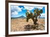 ¡Viva Mexico! Collection - Desert Landscape - Puebla-Philippe Hugonnard-Framed Photographic Print