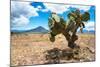 ¡Viva Mexico! Collection - Desert Landscape - Puebla-Philippe Hugonnard-Mounted Photographic Print