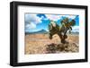 ¡Viva Mexico! Collection - Desert Landscape - Puebla-Philippe Hugonnard-Framed Photographic Print