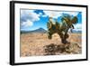 ¡Viva Mexico! Collection - Desert Landscape - Puebla-Philippe Hugonnard-Framed Photographic Print