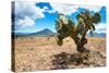 ¡Viva Mexico! Collection - Desert Landscape - Puebla-Philippe Hugonnard-Stretched Canvas