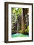 ¡Viva Mexico! Collection - Hanging Roots of Ik-Kil Cenote II-Philippe Hugonnard-Framed Photographic Print