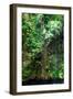 ¡Viva Mexico! Collection - Hanging Roots of Ik-Kil Cenote III-Philippe Hugonnard-Framed Photographic Print