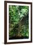 ¡Viva Mexico! Collection - Hanging Roots of Ik-Kil Cenote III-Philippe Hugonnard-Framed Photographic Print