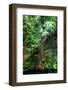 ¡Viva Mexico! Collection - Hanging Roots of Ik-Kil Cenote III-Philippe Hugonnard-Framed Photographic Print