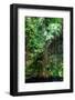 ¡Viva Mexico! Collection - Hanging Roots of Ik-Kil Cenote III-Philippe Hugonnard-Framed Photographic Print