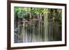 ¡Viva Mexico! Collection - Hanging Roots of Ik-Kil Cenote IV-Philippe Hugonnard-Framed Photographic Print