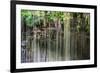 ¡Viva Mexico! Collection - Hanging Roots of Ik-Kil Cenote IV-Philippe Hugonnard-Framed Photographic Print