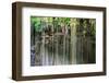 ¡Viva Mexico! Collection - Hanging Roots of Ik-Kil Cenote IV-Philippe Hugonnard-Framed Photographic Print