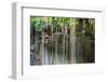 ¡Viva Mexico! Collection - Hanging Roots of Ik-Kil Cenote IV-Philippe Hugonnard-Framed Photographic Print