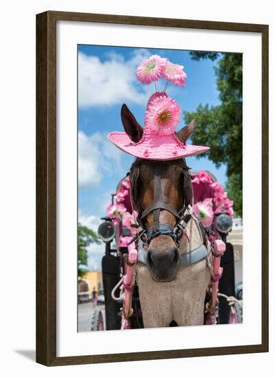 ¡Viva Mexico! Collection - Horse with a Pink Hat-Philippe Hugonnard-Framed Photographic Print