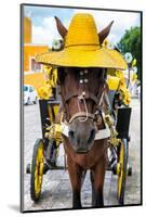 ¡Viva Mexico! Collection - Horse with a straw Hat - Izamal Yellow City-Philippe Hugonnard-Mounted Photographic Print