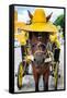 ¡Viva Mexico! Collection - Horse with a straw Hat - Izamal Yellow City-Philippe Hugonnard-Framed Stretched Canvas