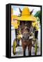 ¡Viva Mexico! Collection - Horse with a straw Hat - Izamal Yellow City-Philippe Hugonnard-Framed Stretched Canvas