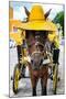 ¡Viva Mexico! Collection - Horse with a straw Hat - Izamal Yellow City-Philippe Hugonnard-Mounted Photographic Print