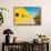 ¡Viva Mexico! Collection - Izamal the Yellow City-Philippe Hugonnard-Framed Stretched Canvas displayed on a wall