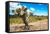 ¡Viva Mexico! Collection - Joshua Trees-Philippe Hugonnard-Framed Stretched Canvas